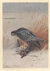 Archibald Thorburn Canvas Paintings - Peregrine Falcon on Teal
